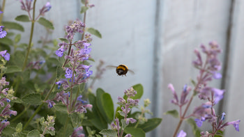 Bee head-on flight.jpg